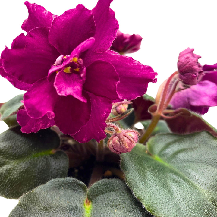 EK Socialite African Violet Saintpaulia 4 inch