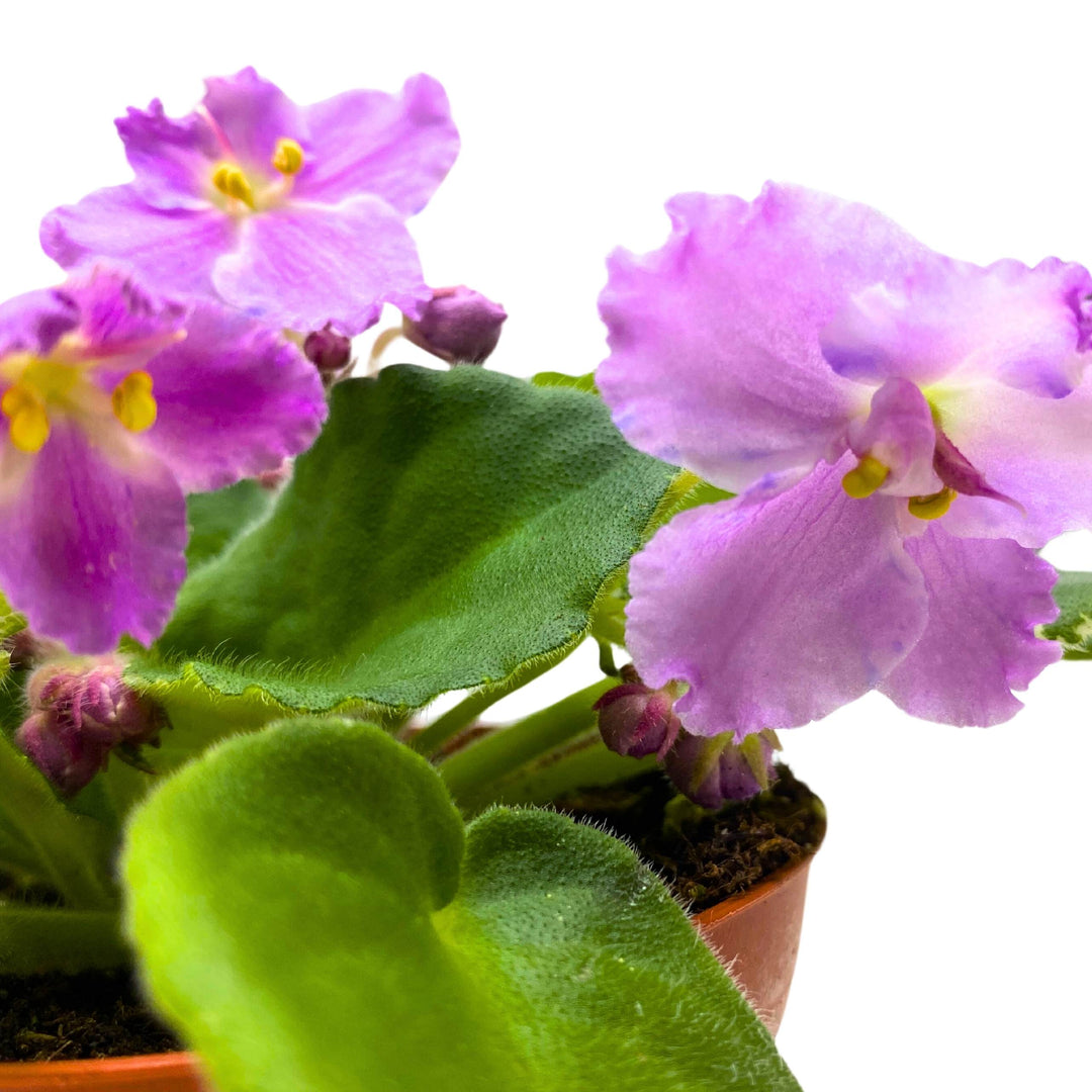 K's Lilac Infusion African Violet Saintpaulia 4 inch