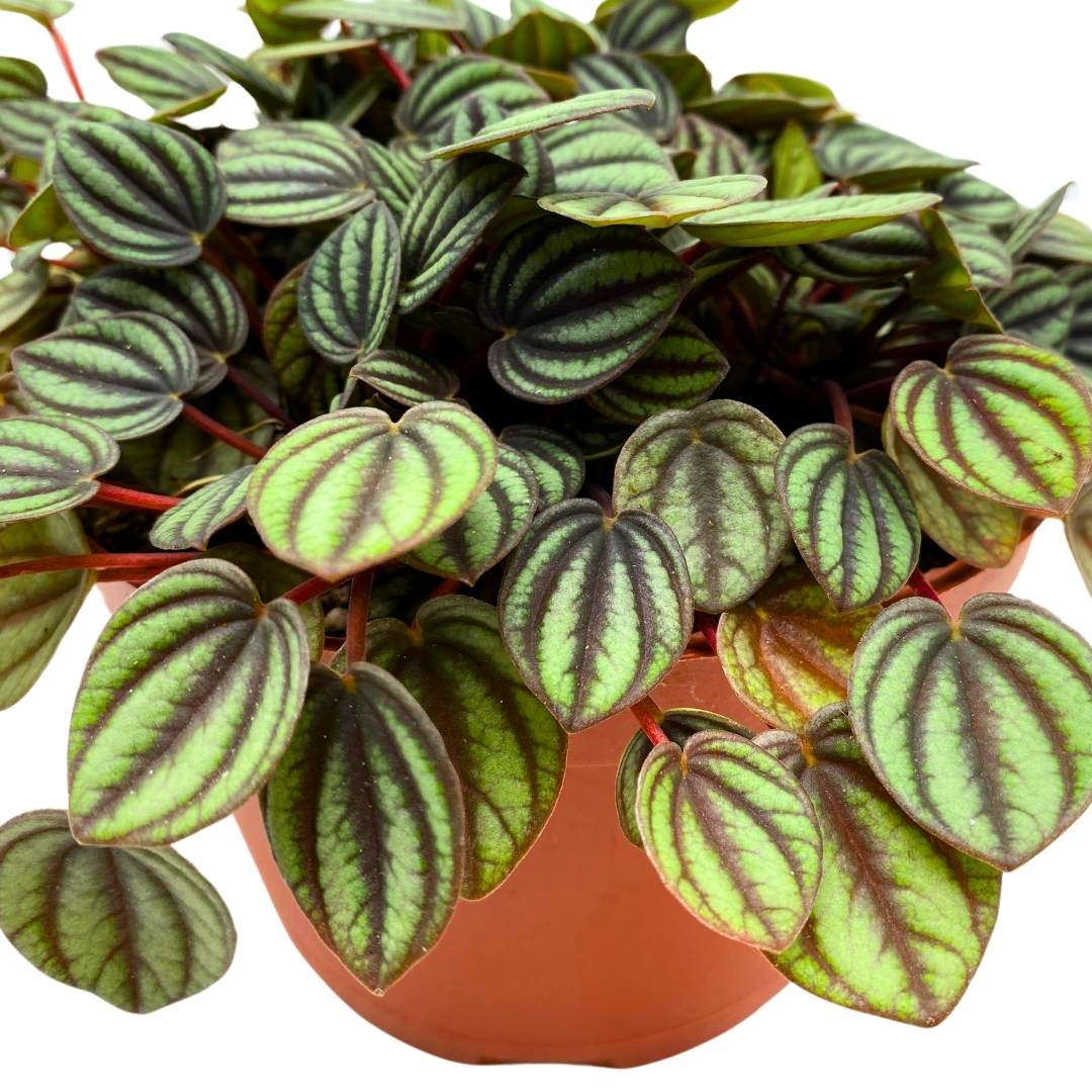 Peperomia Piccolo Banda in a 6 inch pot