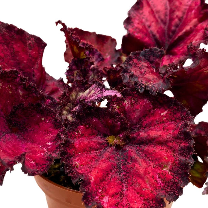 Begonia Rex Harmony's Pink Missy in a 4 inch Pot Latest Cultivar