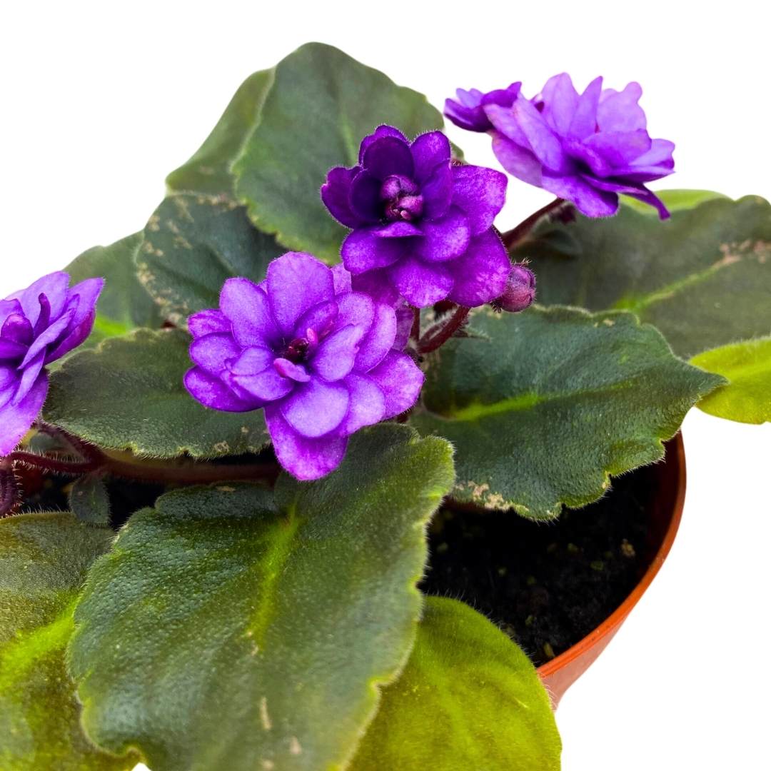 African Violet Fisherman's Paradise 4 inch Gesneriad