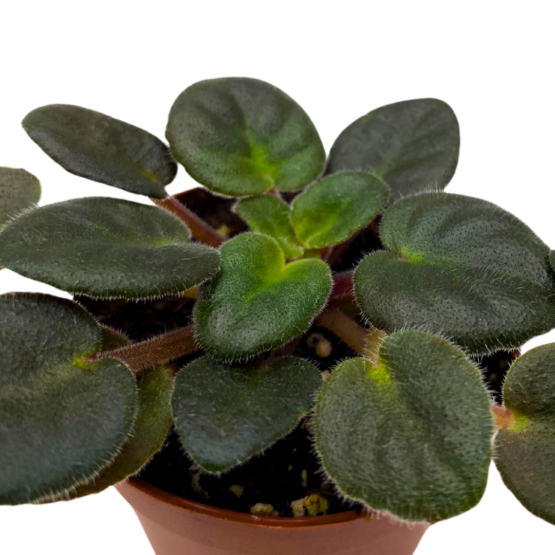 Mini African Violet Lucky Ladybug 2 inch Red Flower