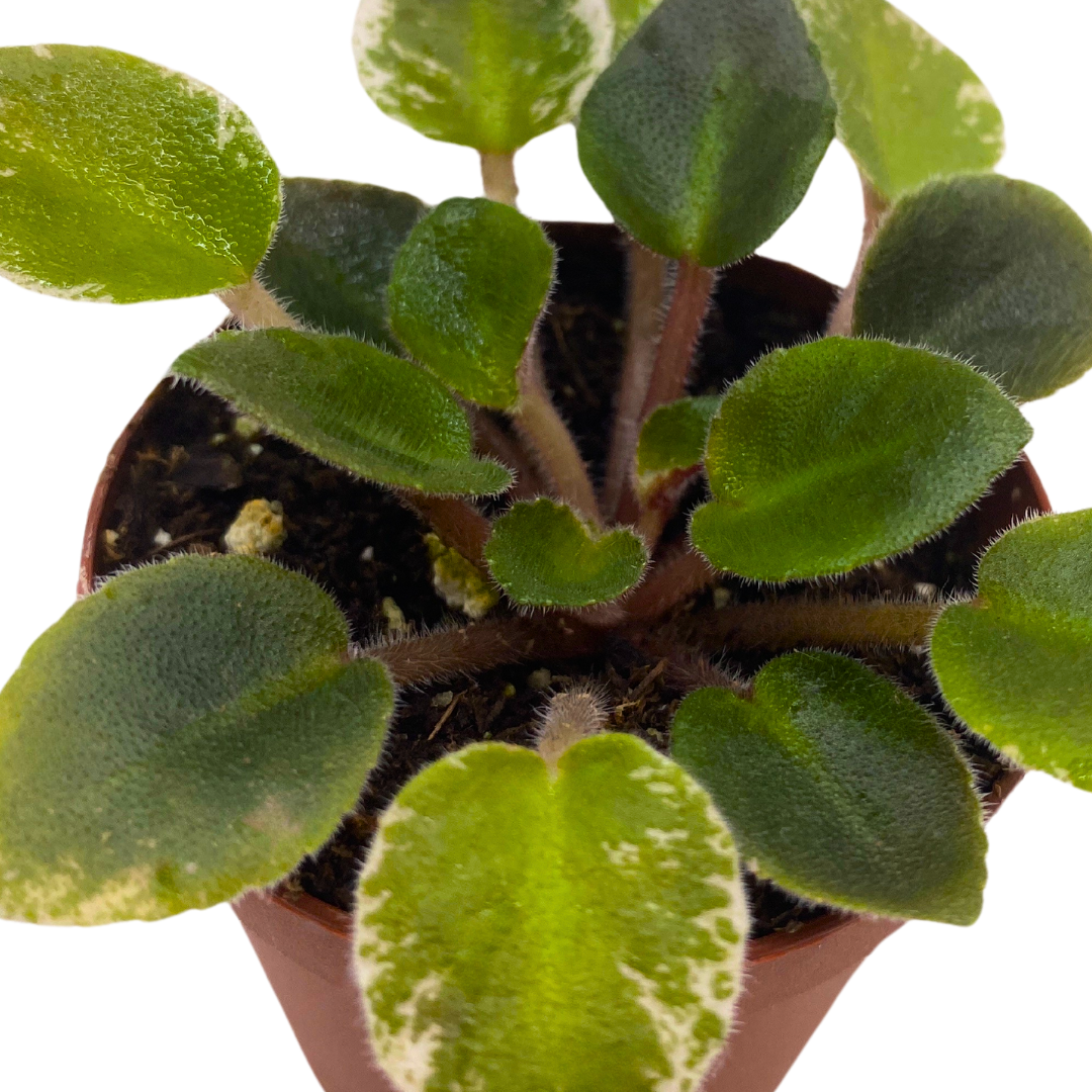 Lessie Bon Ton Roule Mini African Violet Cajun's Le Bon Ton Roule Variegated, 2 inch Pink F ...