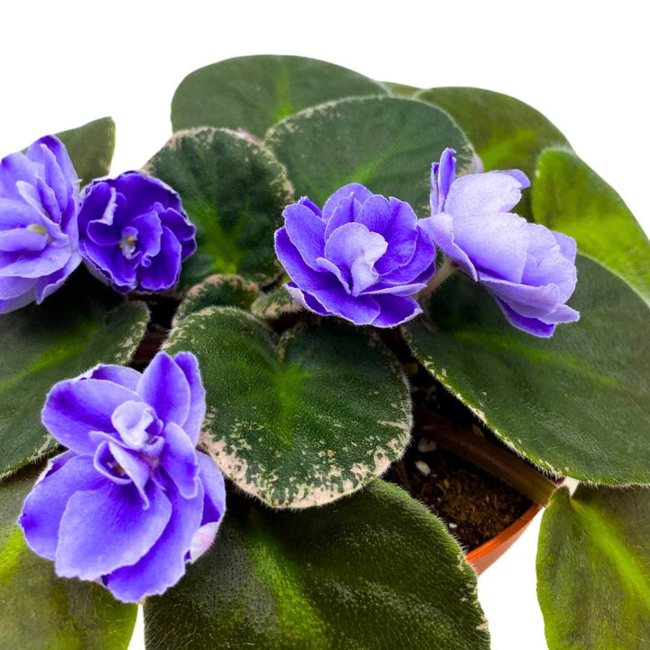 African Violet Picasso 4 inch