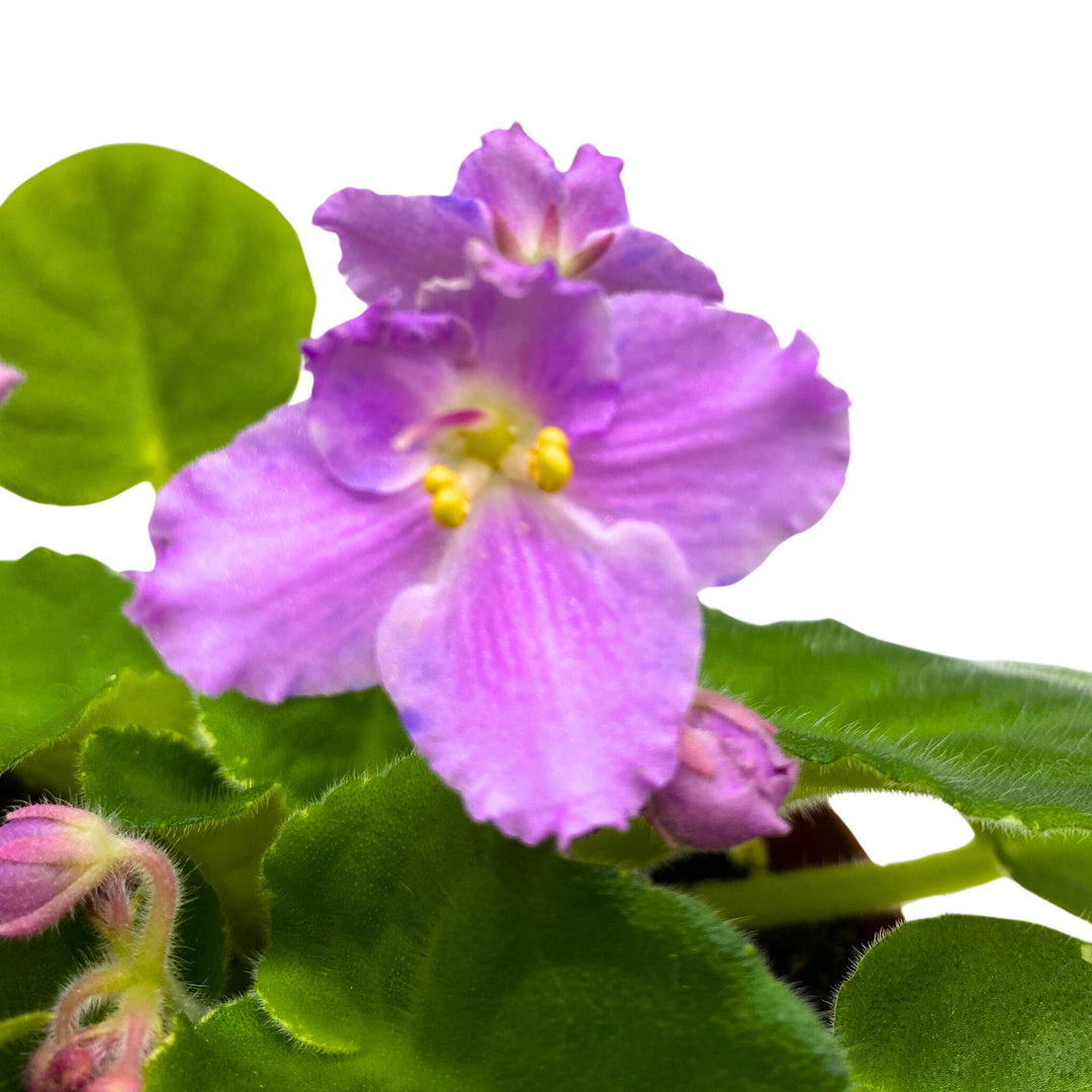 K's Lilac Infusion African Violet Saintpaulia 4 inch