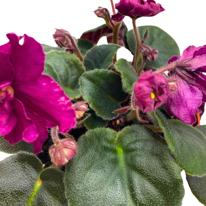 EK Socialite African Violet Saintpaulia 4 inch