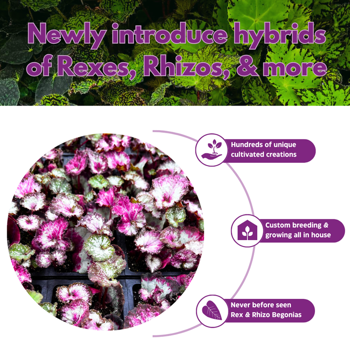 Harmony's Sorrento Sunrise Episcia 4 inch Green Flame Violet