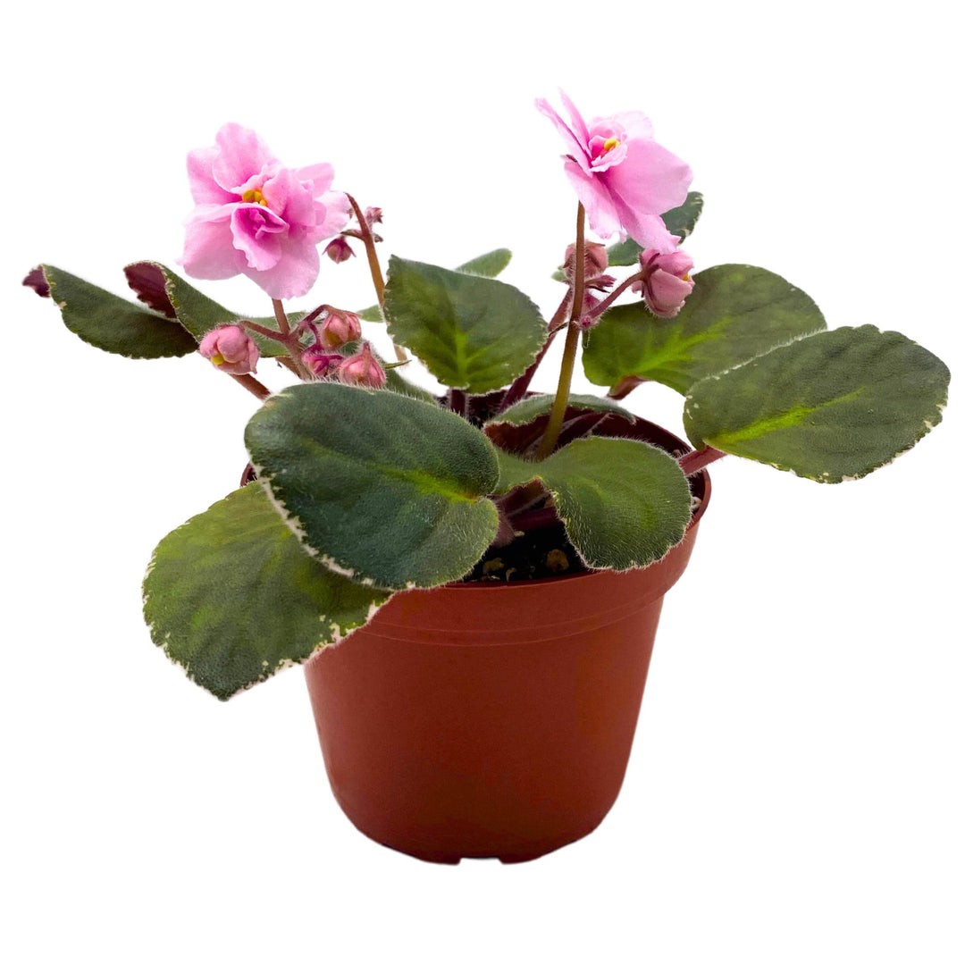 Mindi Brooke African Violet Saintpaulia 4 inch