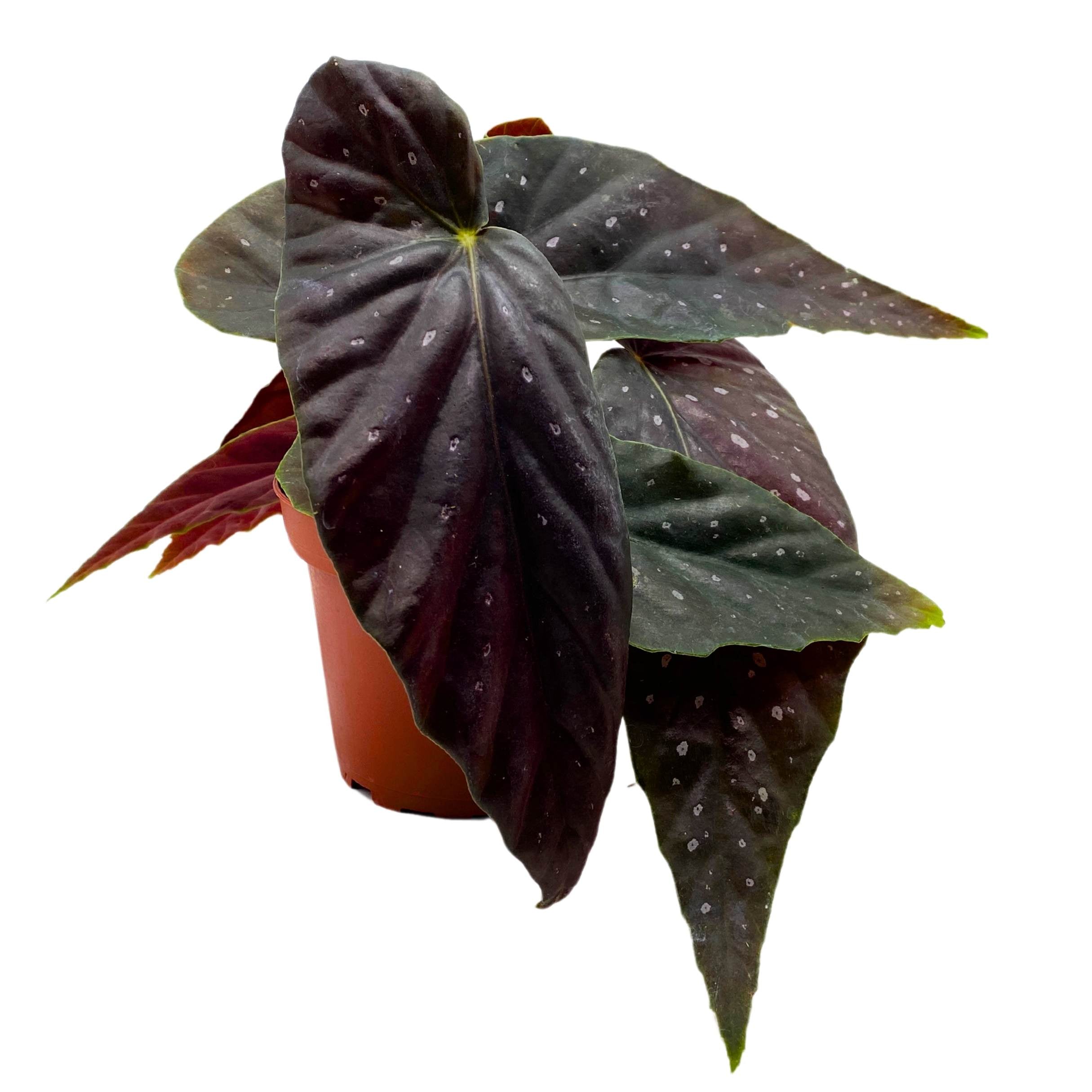 Harmony's Gypsy Angel Wing Cane Begonia 4 inch – Harmony Foliage