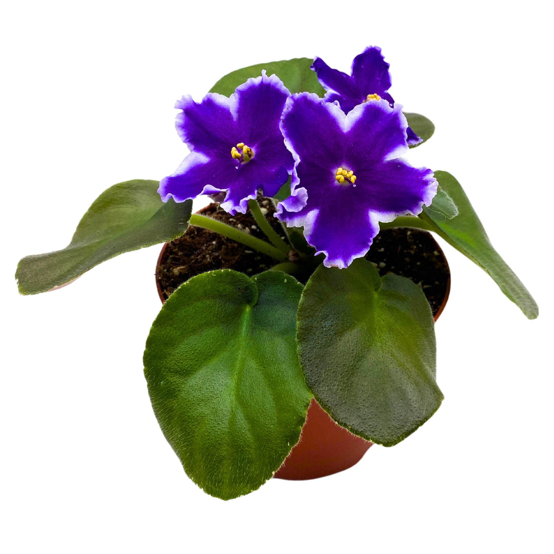 VaT King of Peas African Violet Saintpaulia 4 inch