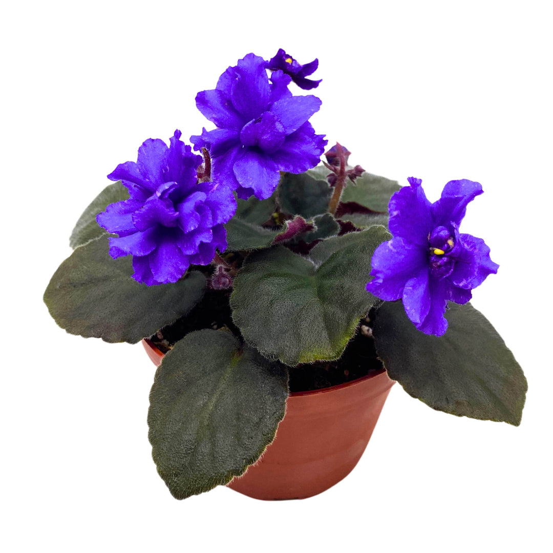 Hunter's Lightning Strike African Violet Saintpaulia 4 inch