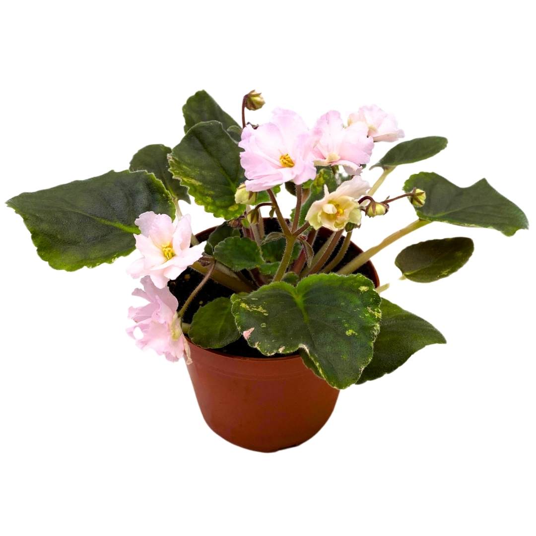 Variegated African Violet Cabbage Patch, 4 inch, Saintpaulia Gesneriads