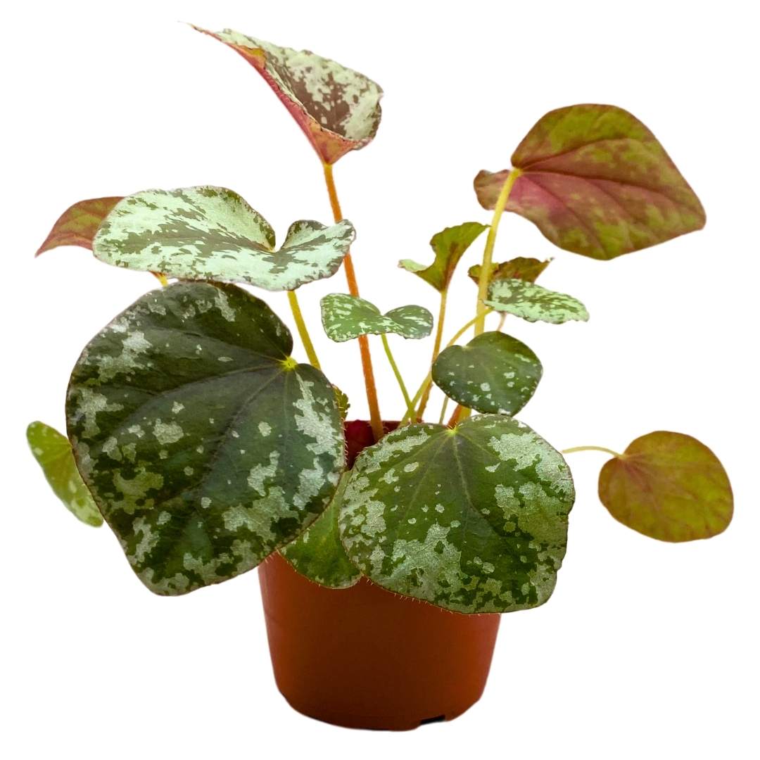 Begonia Sykakiengii Premium Rhizomatous Rare Species in a 4 inch pot