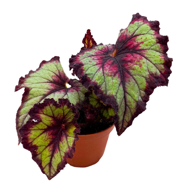 Begonia Rex Harmony's The Joker in a 4 inch Pot Latest Cultivar Purple and Green