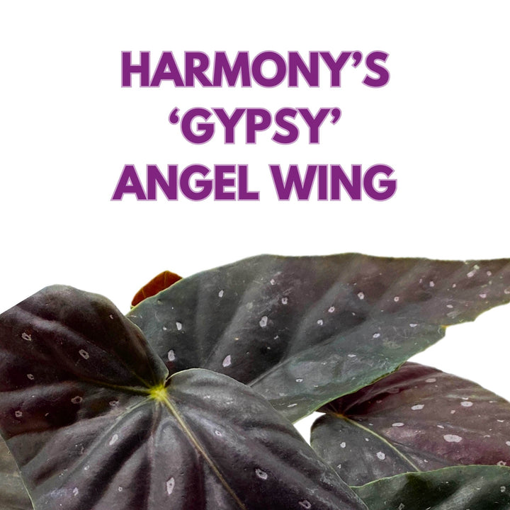 Harmony's Gypsy Angel Wing Cane Begonia 4 inch