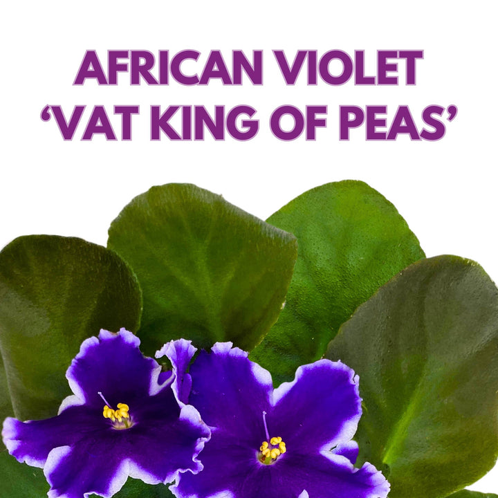 VaT King of Peas African Violet Saintpaulia 4 inch