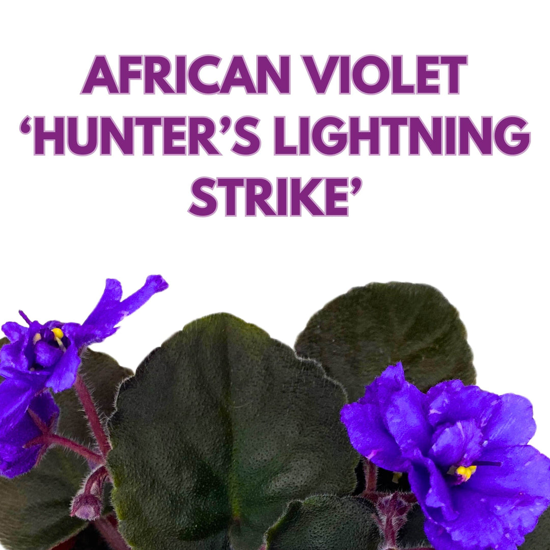 Hunter's Lightning Strike African Violet Saintpaulia 4 inch