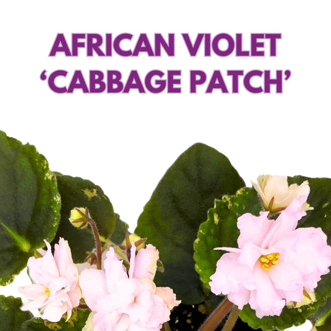 Variegated African Violet Cabbage Patch, 4 inch, Saintpaulia Gesneriads