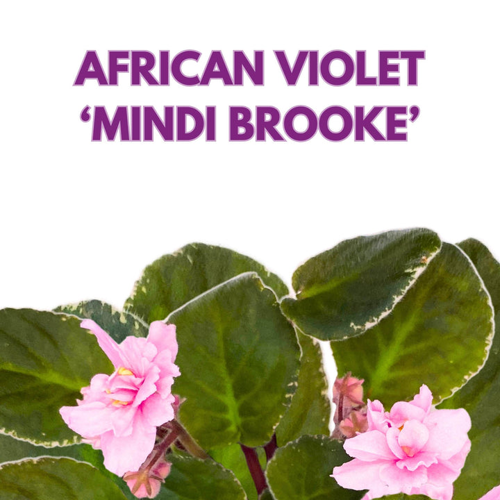 Mindi Brooke African Violet Saintpaulia 4 inch