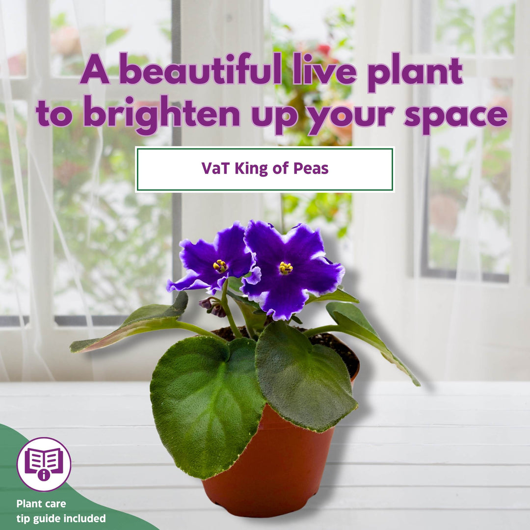 VaT King of Peas African Violet Saintpaulia 4 inch