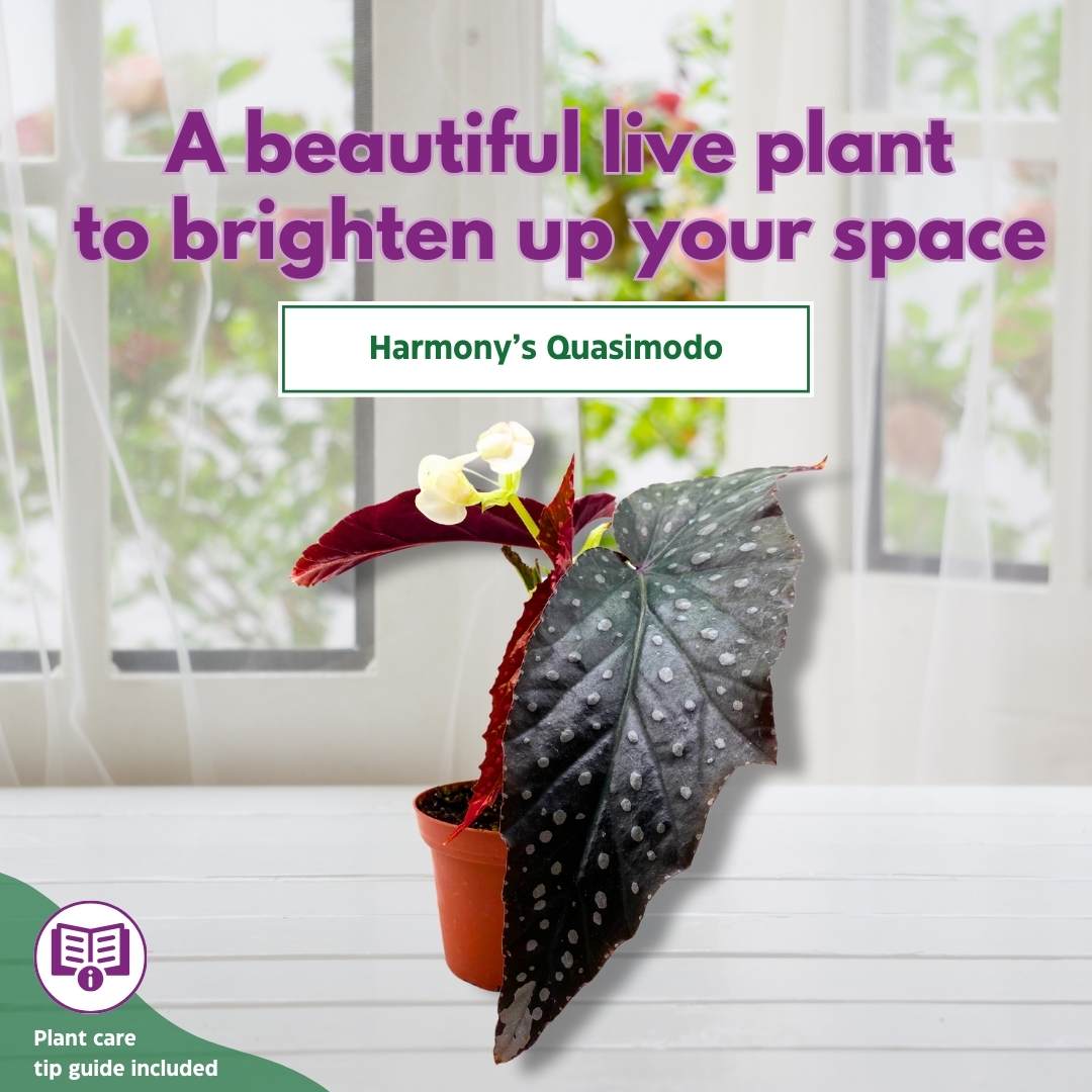 Harmony's Quasimodo Angel Wing Hybrid Cane Begonia Latest Cultivar in a 4 inch pot