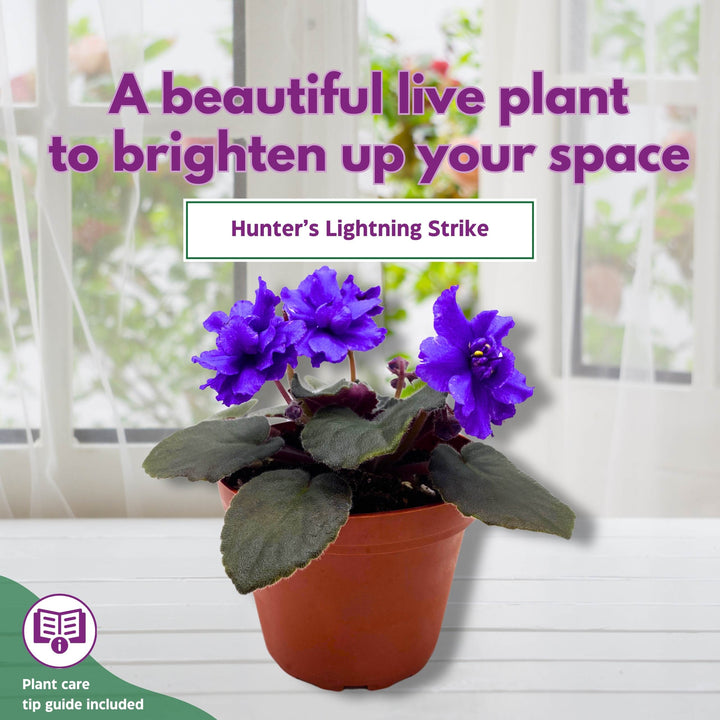 Hunter's Lightning Strike African Violet Saintpaulia 4 inch