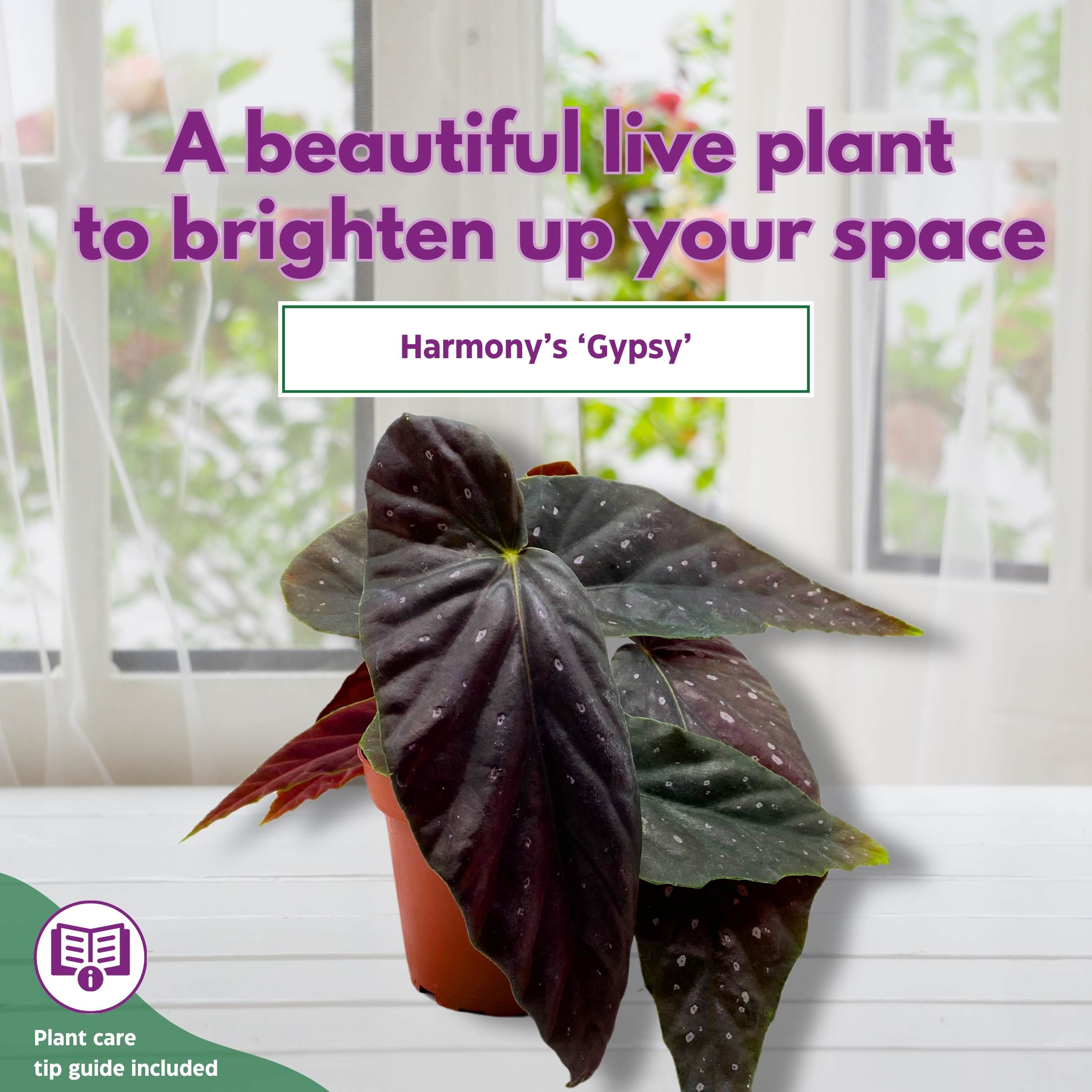 Harmony's Gypsy Angel Wing Cane Begonia 4 inch – Harmony Foliage