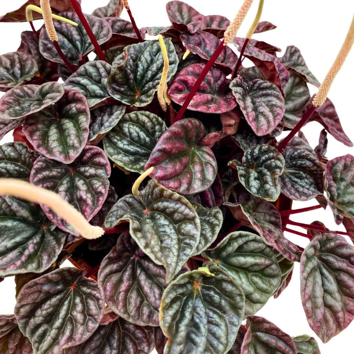 Peperomia Luna Red Ripple in a 6 inch pot