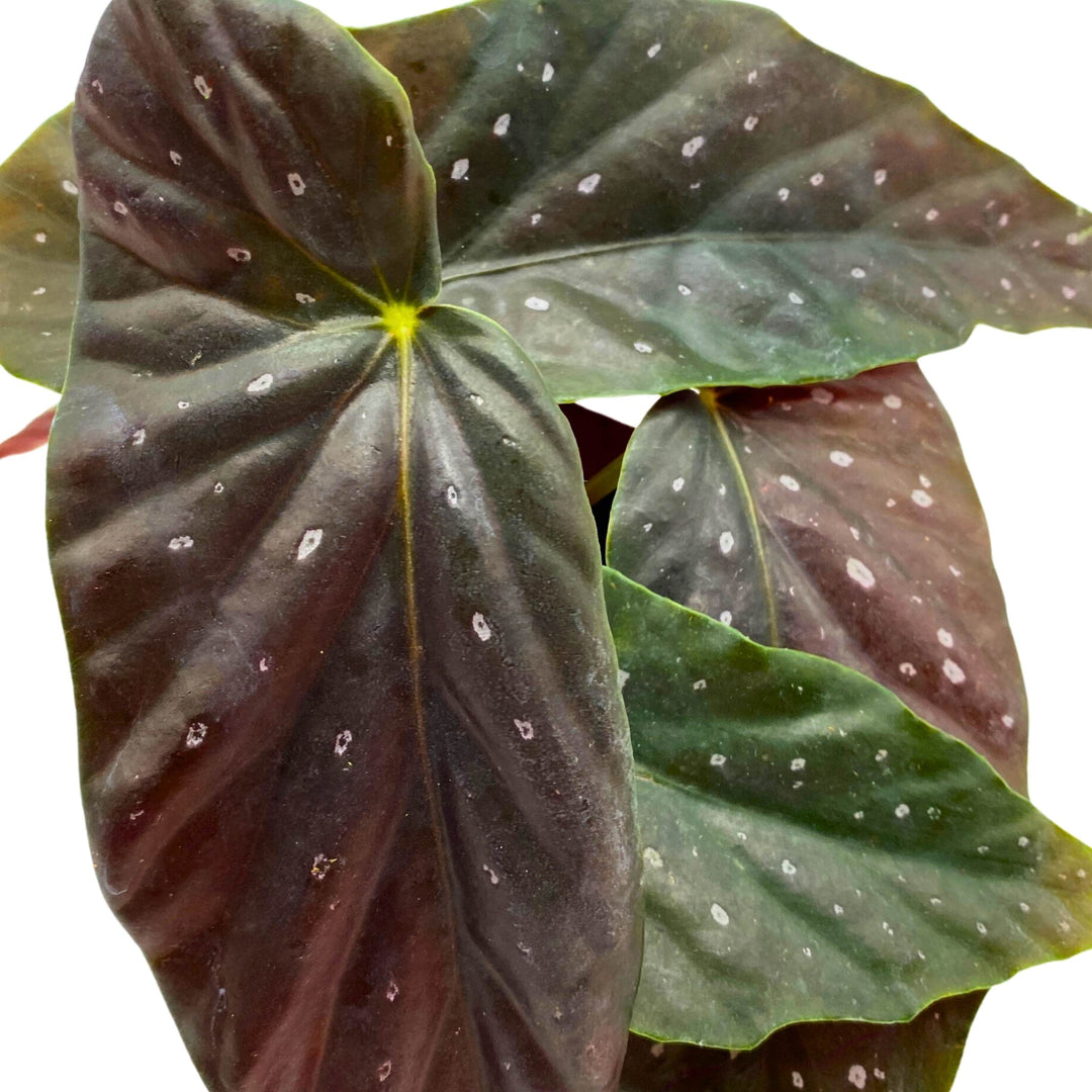 Harmony's Gypsy Angel Wing Cane Begonia 4 inch