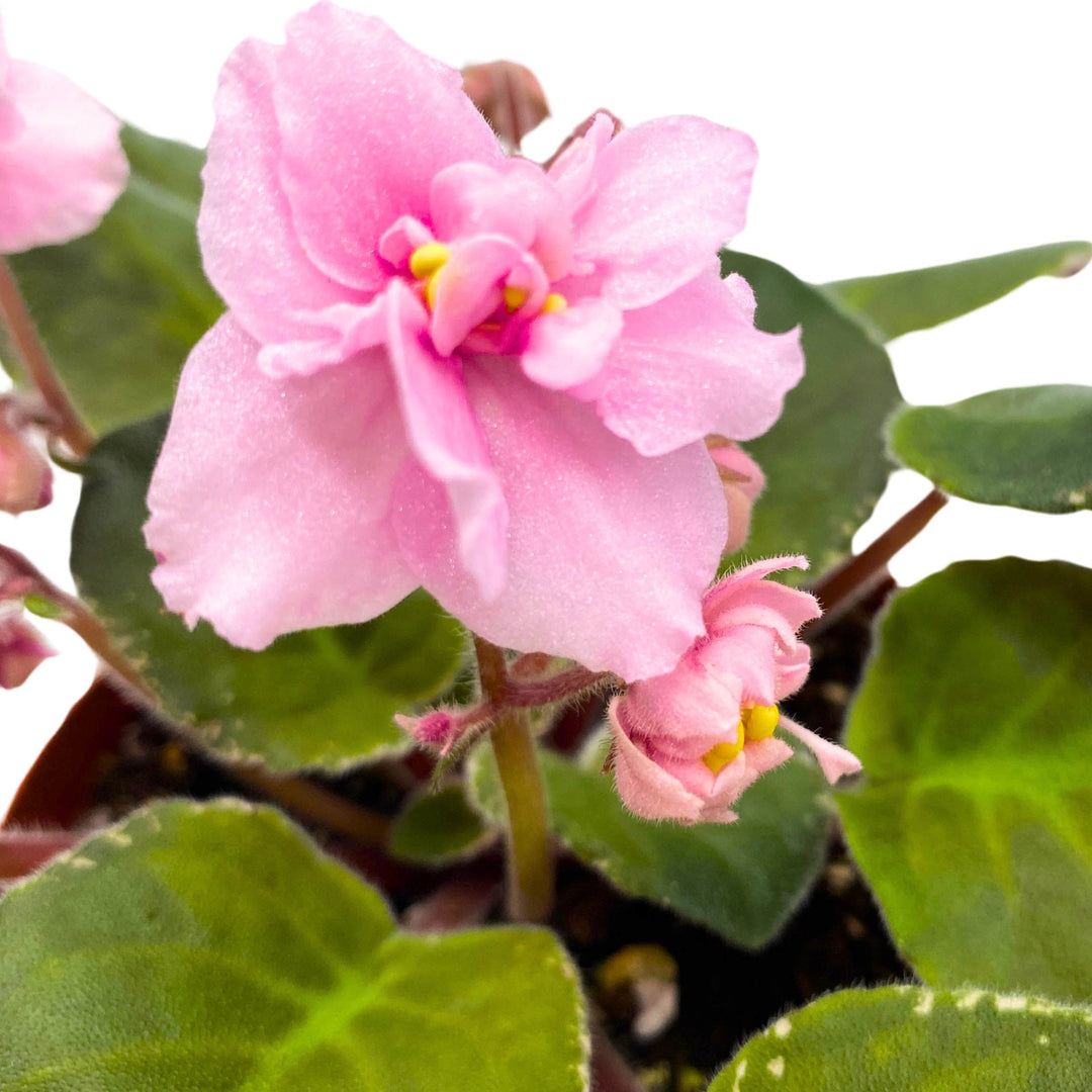 Mindi Brooke African Violet Saintpaulia 4 inch