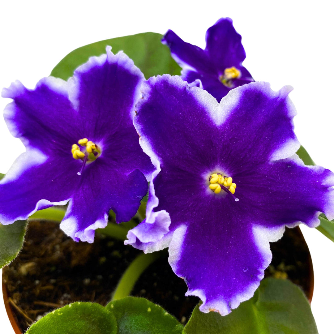 VaT King of Peas African Violet Saintpaulia 4 inch