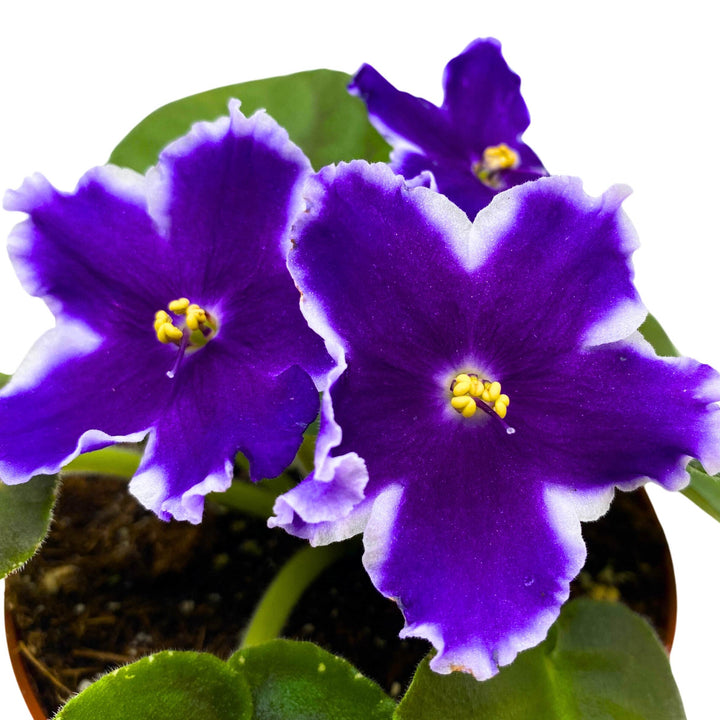 VaT King of Peas African Violet Saintpaulia 4 inch