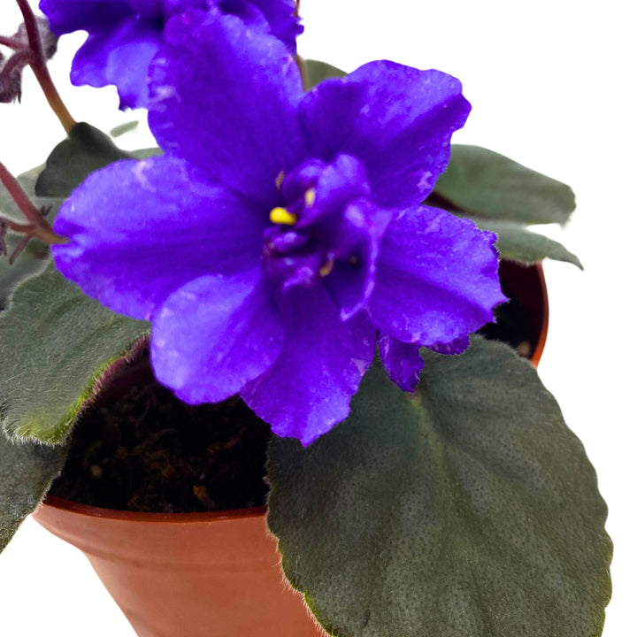 Hunter's Lightning Strike African Violet Saintpaulia 4 inch