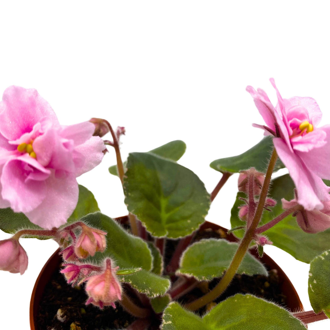 Mindi Brooke African Violet Saintpaulia 4 inch