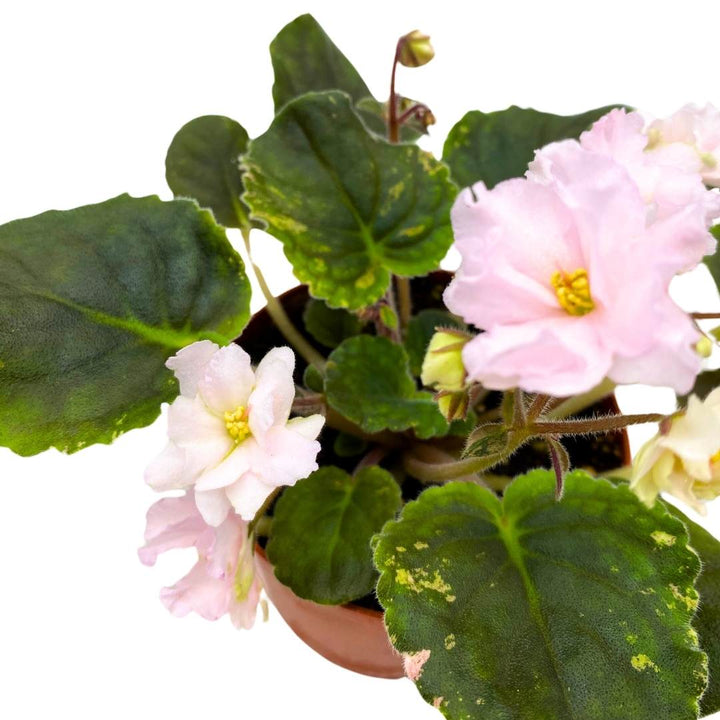 Variegated African Violet Cabbage Patch, 4 inch, Saintpaulia Gesneriads