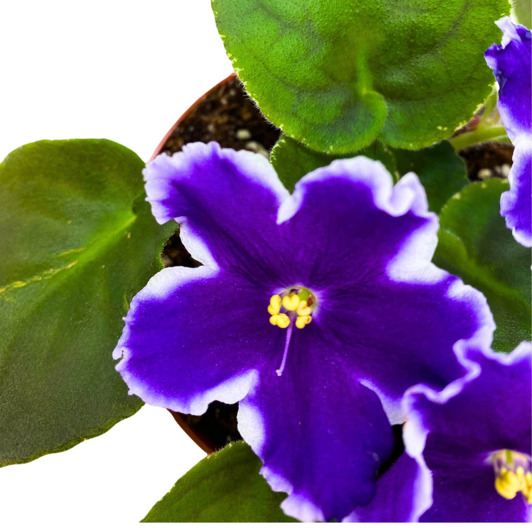 VaT King of Peas African Violet Saintpaulia 4 inch