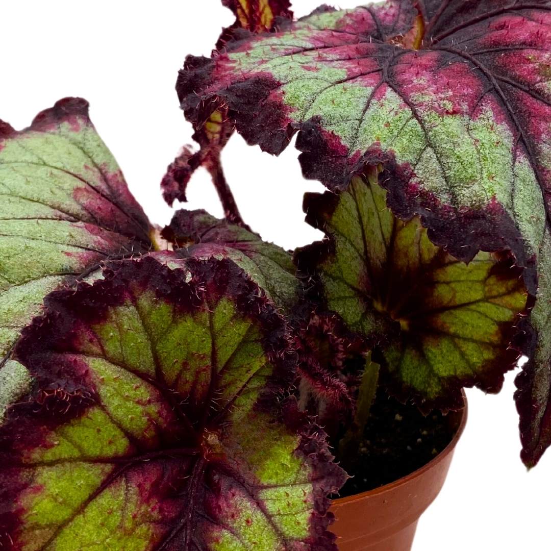 Begonia Rex Harmony's The Joker in a 4 inch Pot Latest Cultivar Purple and Green