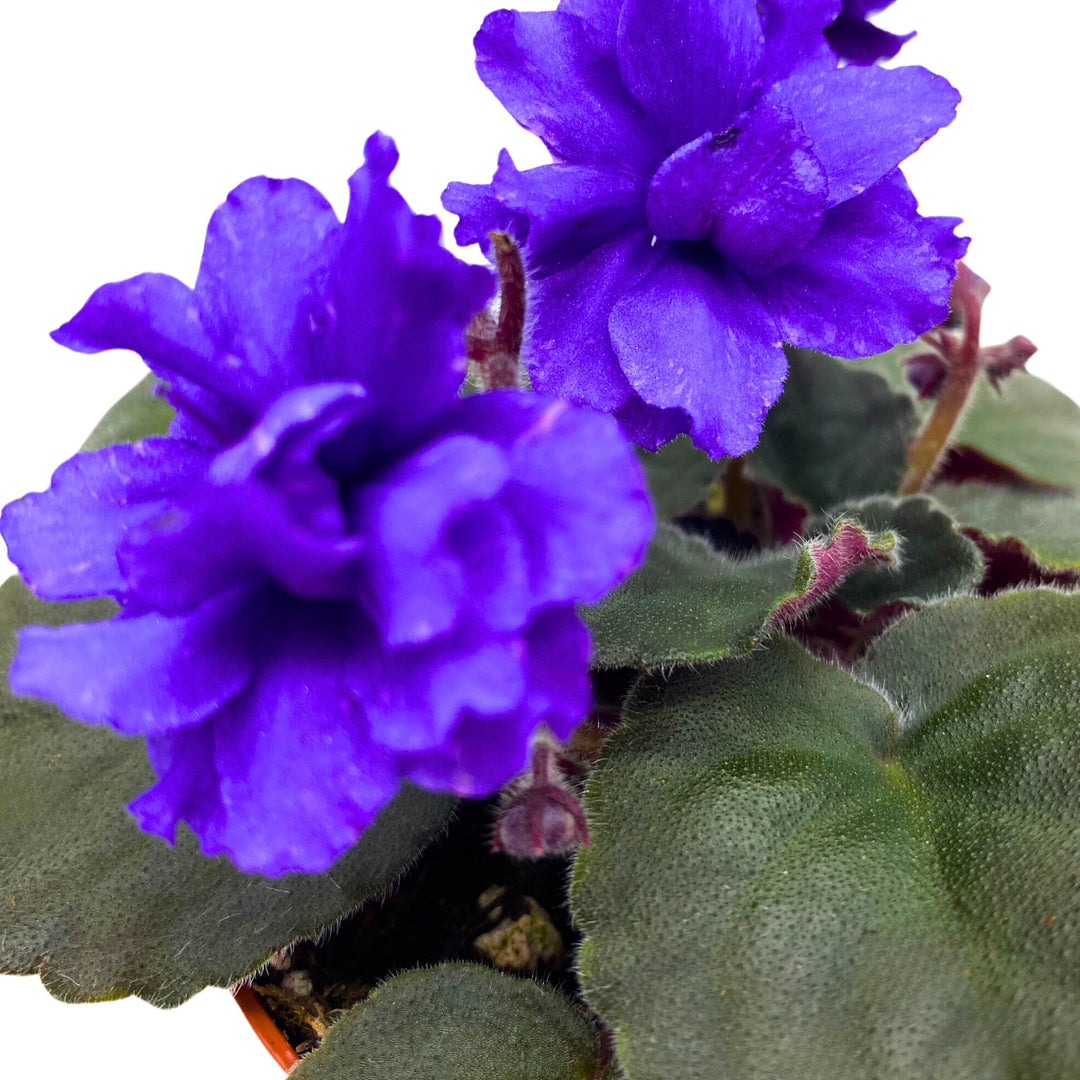 Hunter's Lightning Strike African Violet Saintpaulia 4 inch