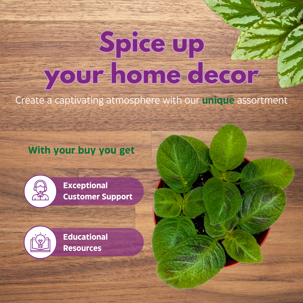 Harmony's Sorrento Sunrise Episcia 4 inch Green Flame Violet