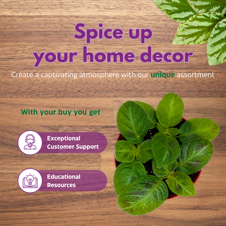 Harmony's Sorrento Sunrise Episcia 4 inch Green Flame Violet