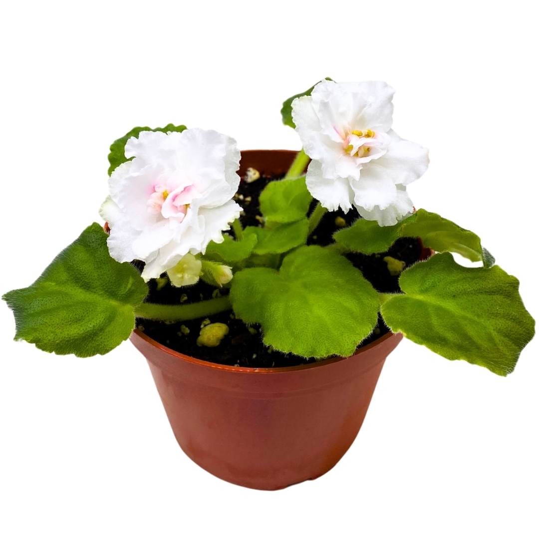 Harmony's In a Flash Variegated African Violet, 4 inch, Saintpaulia Gesneriads