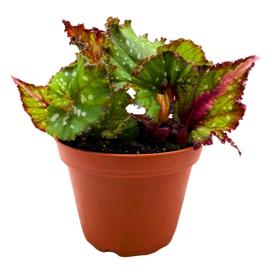 Begonia Rex Harmony's St. Nick in a 4 inch pot