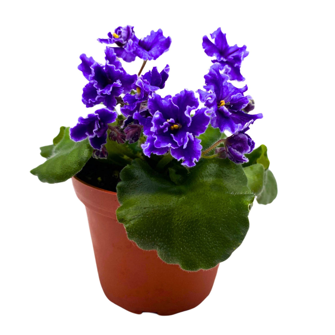 Buckeye Party Streamers African Violet Saintpaulia 4 inch