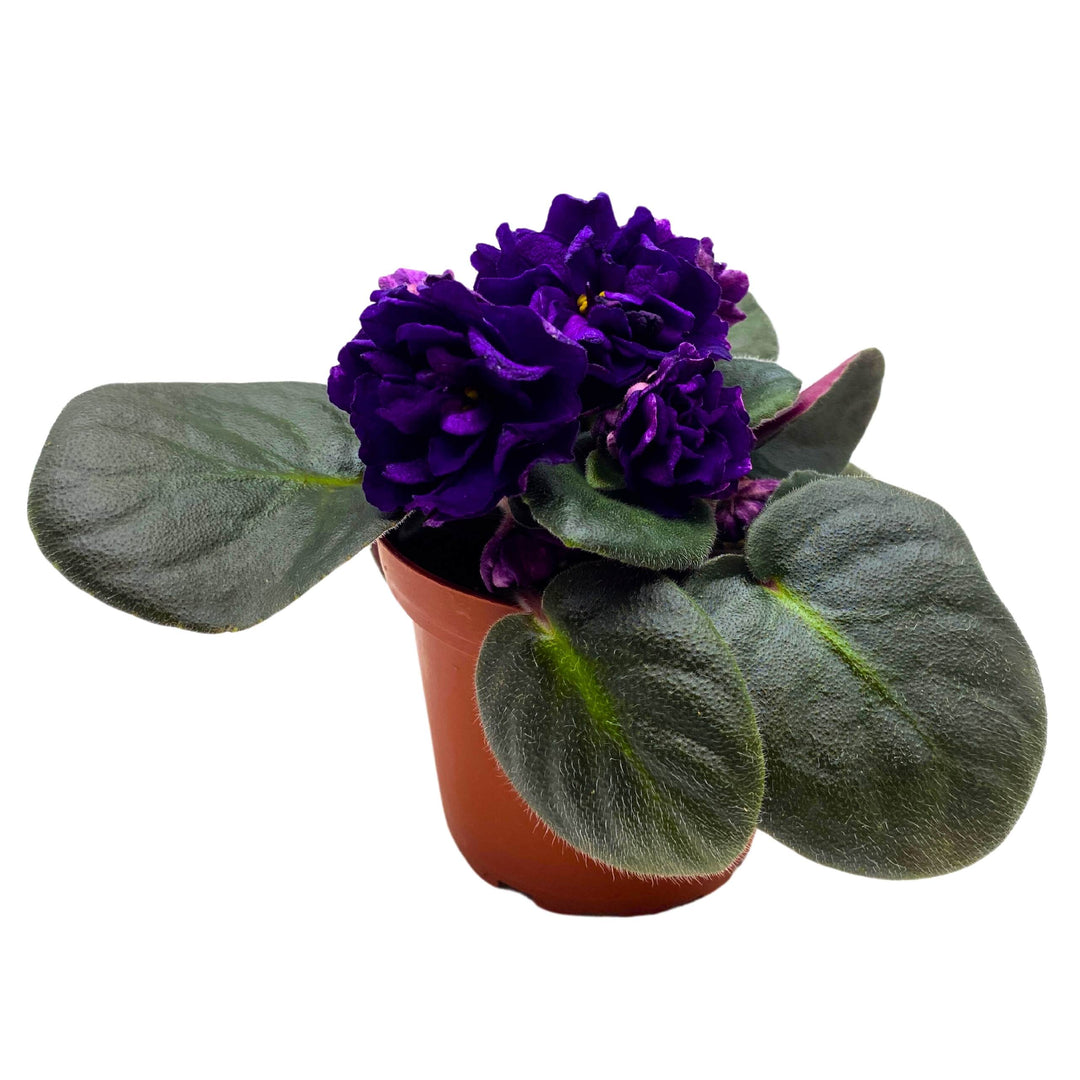 Black Pearl Strike African Violet Saintpaulia 4 inch