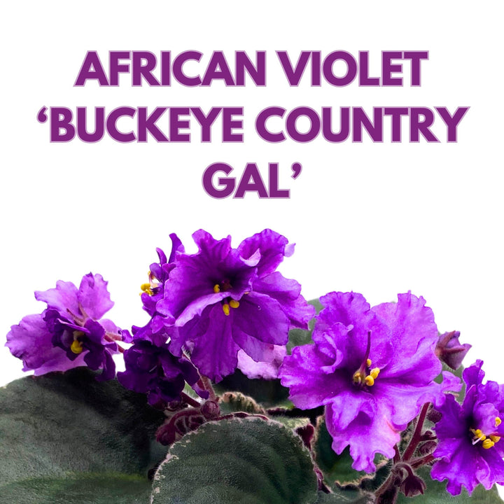 Buckeye Country Gal African Violet Saintpaulia 4 inch