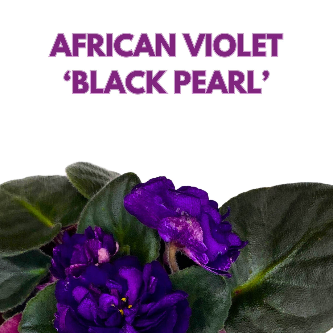 Black Pearl Strike African Violet Saintpaulia 4 inch