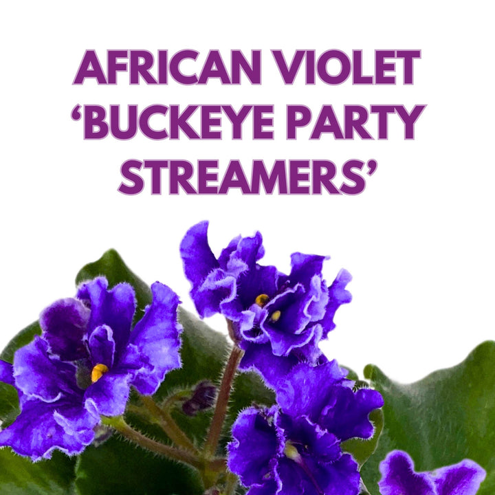 Buckeye Party Streamers African Violet Saintpaulia 4 inch