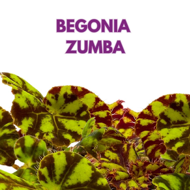 Begonia Rhizomatous Zumba in a 4 inch Pot Yellow Round Leaf Rhizo
