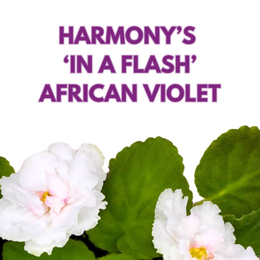 Harmony's In a Flash Variegated African Violet, 4 inch, Saintpaulia Gesneriads