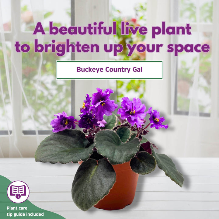 Buckeye Country Gal African Violet Saintpaulia 4 inch